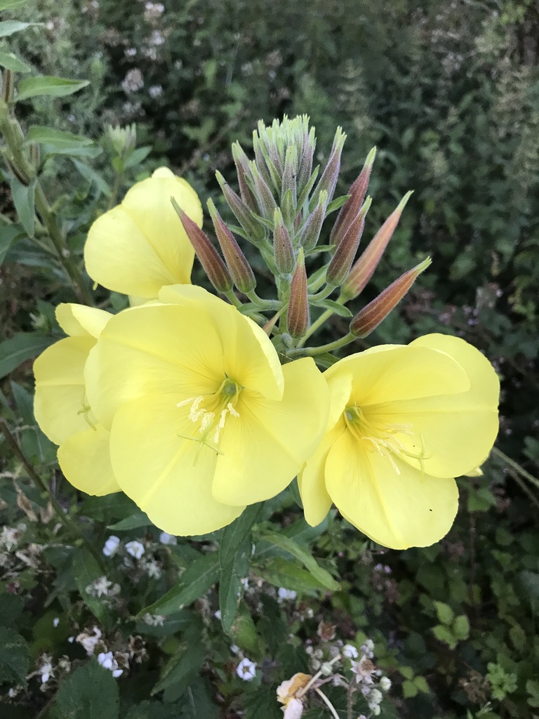 Oenothera glazioviana — a medium houseplant, prefers full sun light