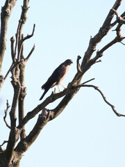 Accipiter fasciatus