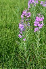 Chamaenerion angustifolium
