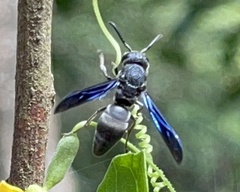 Allorhynchium chinense