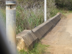 Hirundo smithii smithii