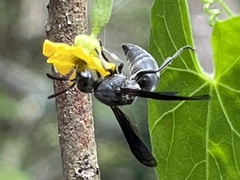Allorhynchium chinense