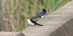 Hirundo smithii smithii