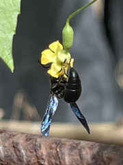 Allorhynchium chinense