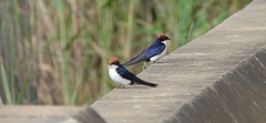Hirundo smithii smithii
