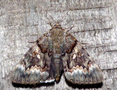 Catocala epione