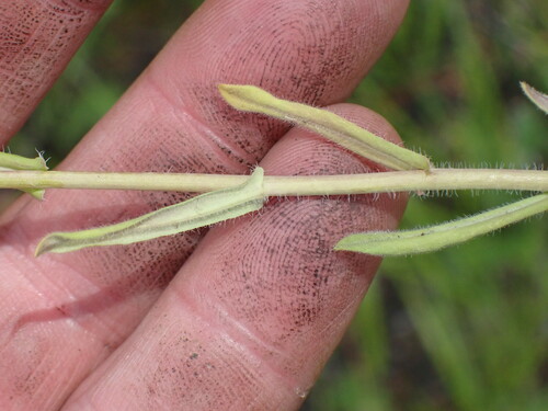 Image of Spreadingpod Rockcress (Boechera divaricarpa) by no rights reserved