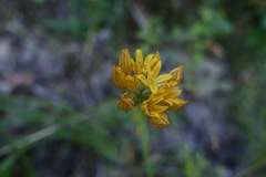 Triteleia crocea