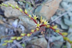 Sedum radiatum