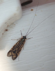 Macrostemum zebratum