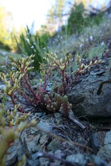 Sedum radiatum