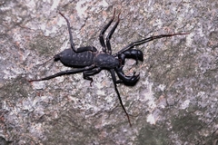Typopeltis sinensis