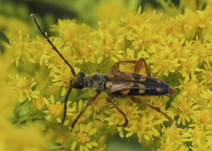 Xestoleptura