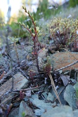 Sedum radiatum