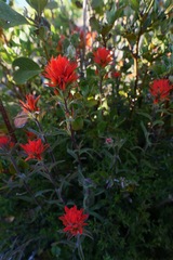 Castilleja pruinosa