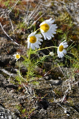 Tripleurospermum hookeri