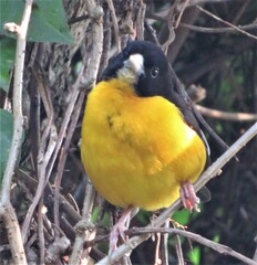 Ploceus bicolor bicolor
