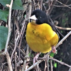 Ploceus bicolor bicolor