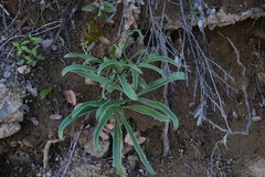 Frasera albicaulis
