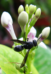 Allorhynchium argentatum