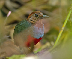 Erythropitta rufiventris