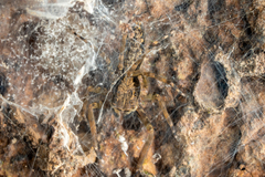 Spartaeus spinimanus