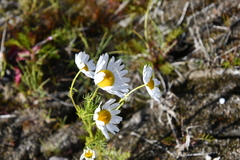 Tripleurospermum hookeri