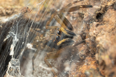 Spartaeus spinimanus