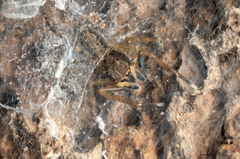 Spartaeus spinimanus