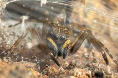 Spartaeus spinimanus