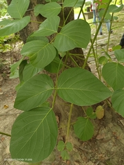 Butea monosperma monosperma