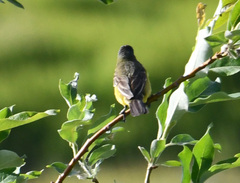 Motacilla tschutschensis