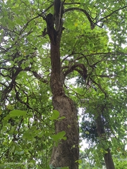 Butea monosperma monosperma