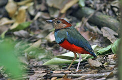 Erythropitta celebensis