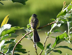 Motacilla tschutschensis