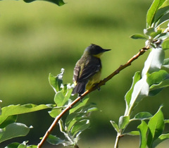Motacilla tschutschensis