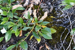 Salix pulchra