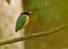Pitta elegans