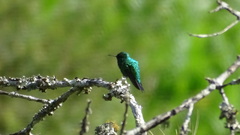 Chlorostilbon assimilis