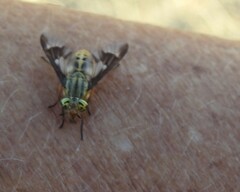 Chrysops clavicornis