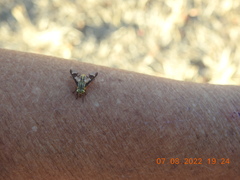 Chrysops clavicornis