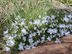 Phlox multiflora
