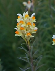 Linaria vulgaris
