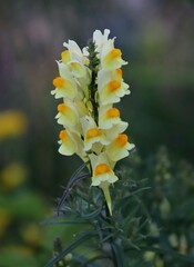 Linaria vulgaris