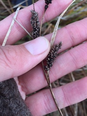 Carex sinclairii
