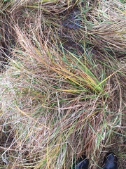 Carex sinclairii