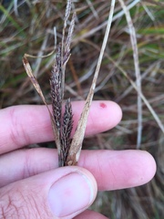 Carex sinclairii