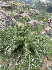 Cirsium scopulorum