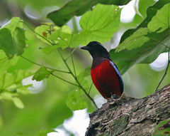 Erythropitta ussheri