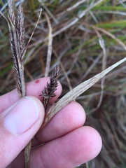 Carex sinclairii